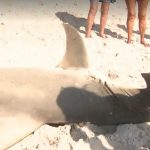 shark-jpg-1649266959