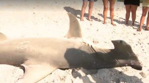 shark-jpg-1649266959