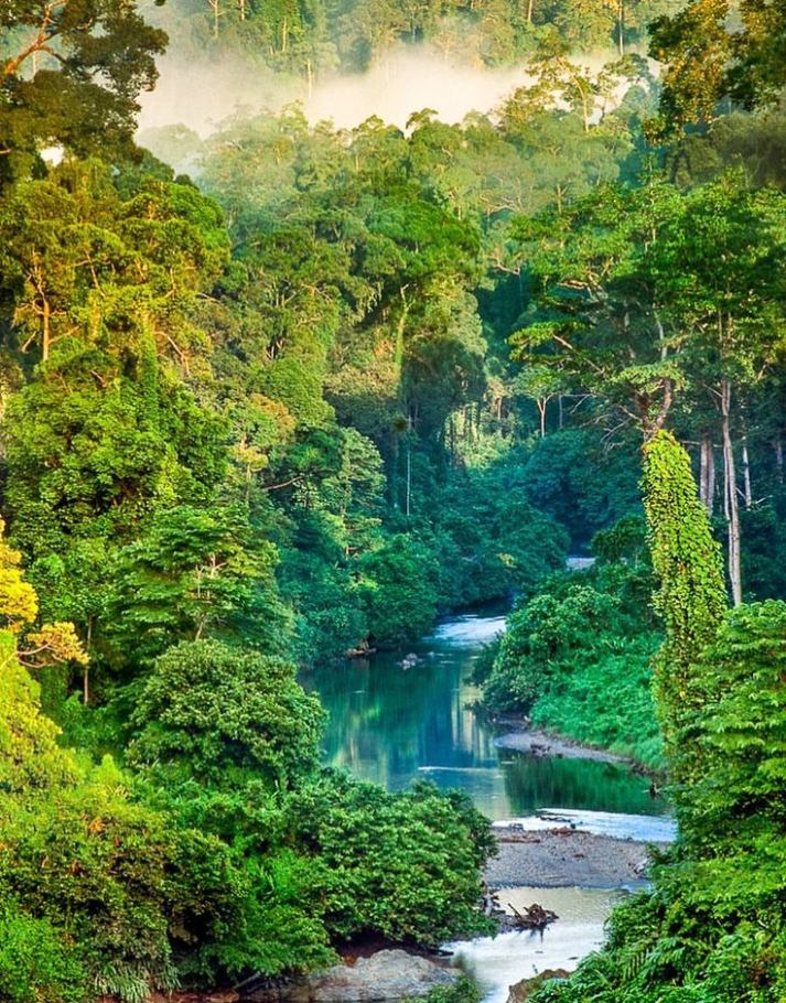 The breathtaking landscapes of Borneo's rainforests.